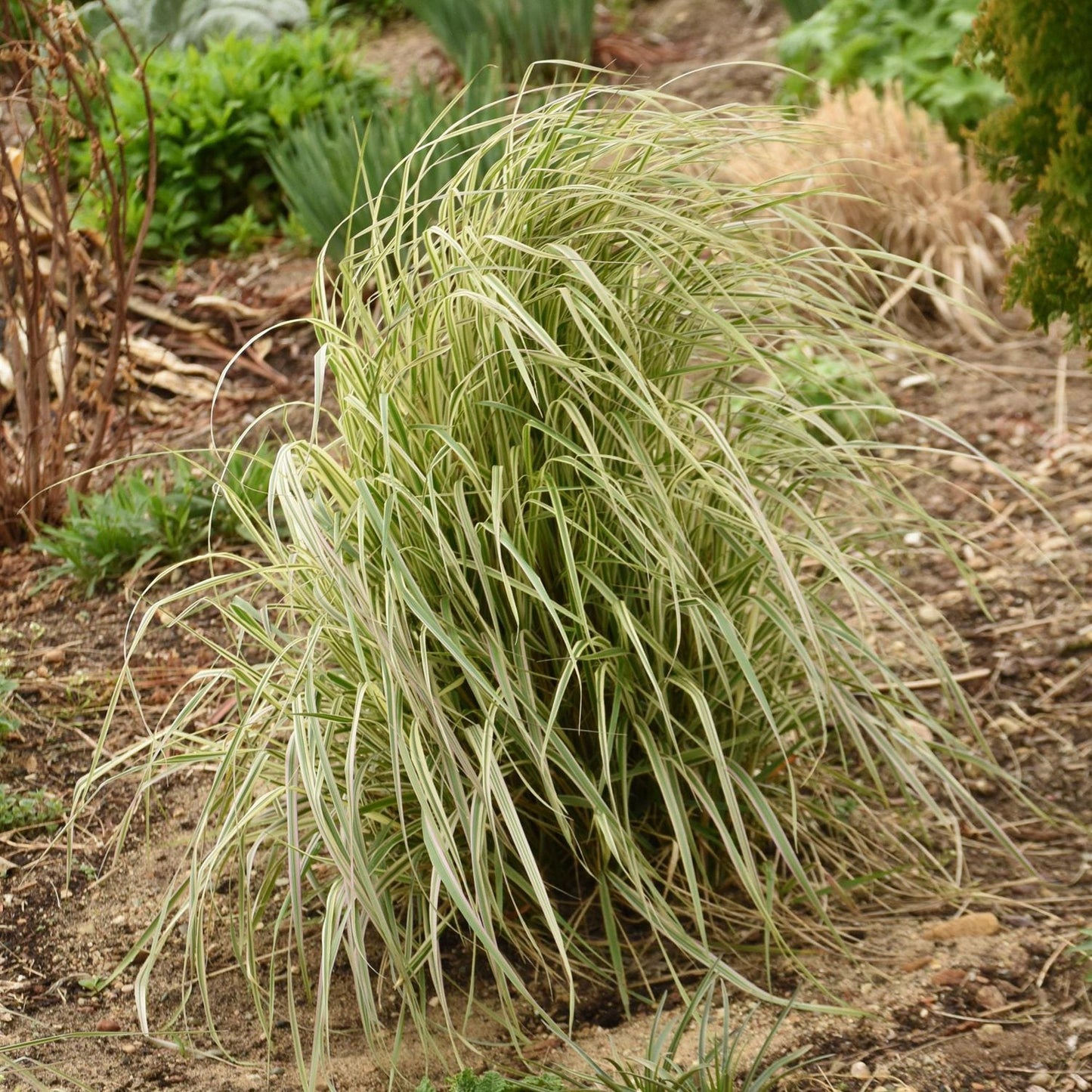 A clump of Hello Spring!® Feather Reed Grass (Calamagrostis), featuring long, green and white striped leaves, grows in a garden bed with soil and other greenery in the background - Photo Courtesy of Ball Horticulture, Inc.