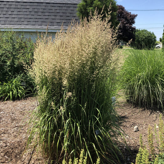 'Karl Foerster' Feather Reed Grass (Calamagrostis) displays feathery tan seed heads in a garden bed with mulch and green plants, set against a backdrop of a building and trees - Photo Property of Garden Crossings LLC.