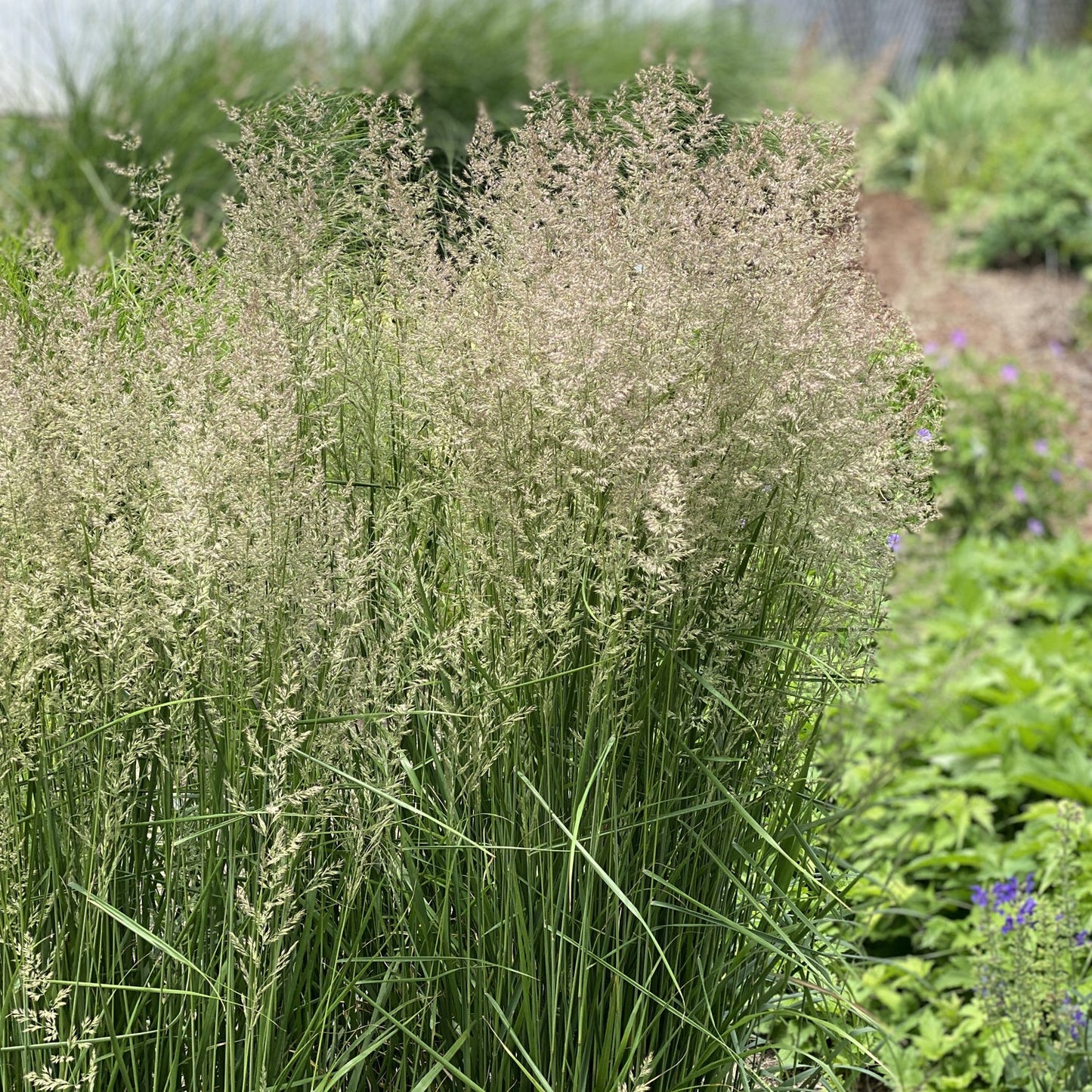 A dense cluster of tall, green 'Karl Foerster' Feather Reed Grass (Calamagrostis) features feathery, light flower heads in a garden setting with surrounding greenery and a softly blurred background - Photo Property of Garden Crossings LLC.