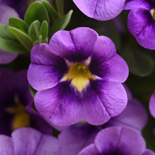 Bumble Bee™ Blue Calibrachoa - Photo Courtesy of Ball Horticulure, Inc.