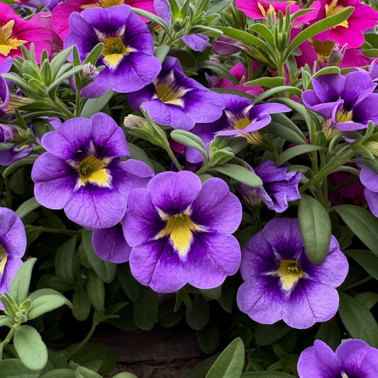 Bumble Bee™ Blue Calibrachoa - Photo Property of Garden Crossings LLC
