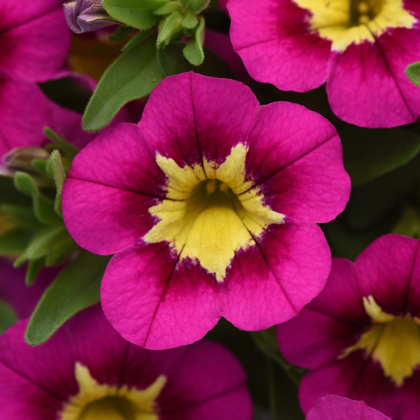 Bumble Bee™ Hot Pink Calibrachoa - Photo Courtesy of Ball Horticulure, Inc.