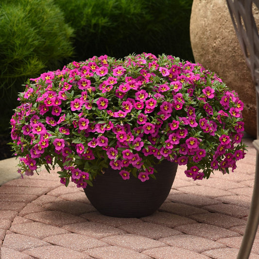 A round, dark planter featuring vibrant Bumble Bee™ Hot Pink Calibrachoa sits on a circular stone patio surrounded by lush green foliage and large stone decorations in the background. - Photo Courtesy of Ball Horticulure, Inc.