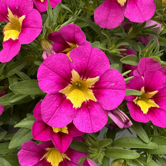 Bumble Bee™ Hot Pink Calibrachoa - Photo Property of Garden Crossings LLC