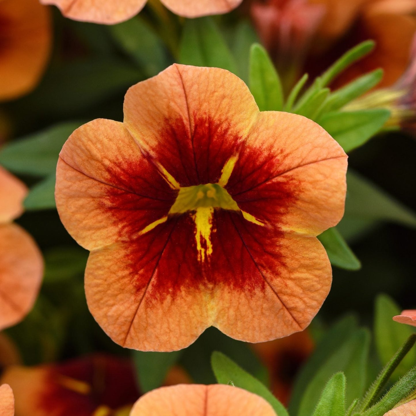 A close-up of a Bumble Bee™ Orange Calibrachoa flower with a red center and yellow markings, surrounded by green leaves and other cascading calibrachoa blooming in the background - Photo Courtesy of Ball Horticulure, Inc.