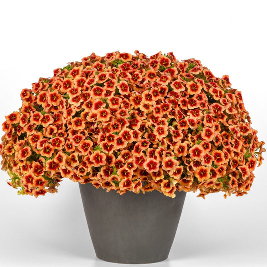 A gray flower pot displays a dense, rounded cluster of Bumble Bee™ Orange Calibrachoa, featuring orange and red blooms edged in yellow, all set against a plain white background - Photo Courtesy of Ball Horticulure, Inc. Decorative pot not included.