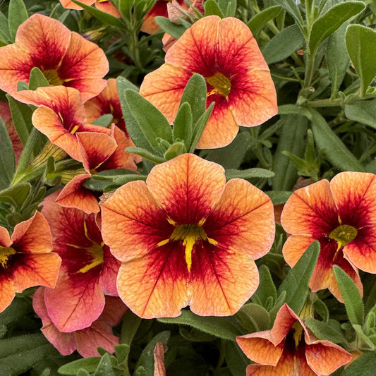 Bumble Bee™ Orange Calibrachoa - Photo Property of Garden Crossings LLC