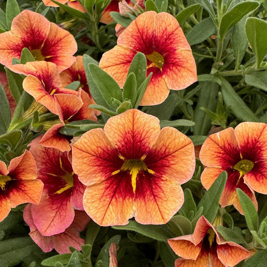 Bumble Bee™ Orange Calibrachoa features vibrant orange flowers with red centers and yellow throats, surrounded by lush green leaves. Delicate veins accent these stunning millionbells, all showcased in glorious full bloom - Photo Property of Garden Crossings LLC