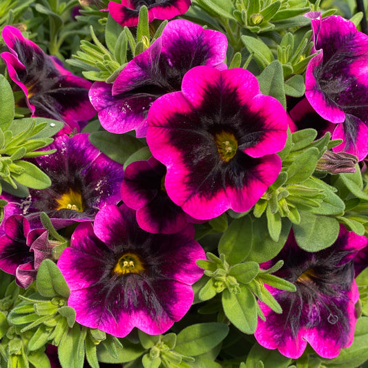 Superbells® Blackcurrant Punch™ Calibrachoa - Photo Property of Garden Crossings LLC
