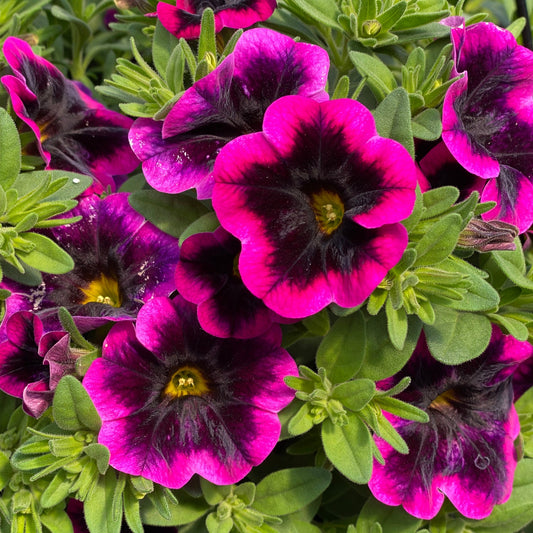 Bright magenta and deep purple blooms with yellow centers spill over lush foliage in hanging baskets, creating a vibrant, dense display - Photo Property of Garden Crossings LLC