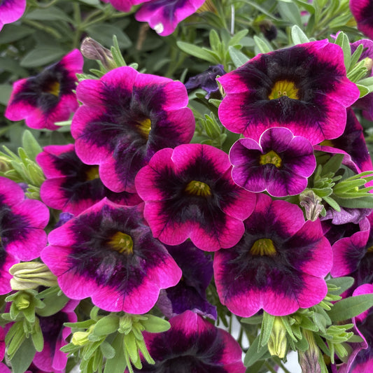 Superbells® Blackcurrant Punch™ Calibrachoa - Photo Property of Garden Crossings LLC