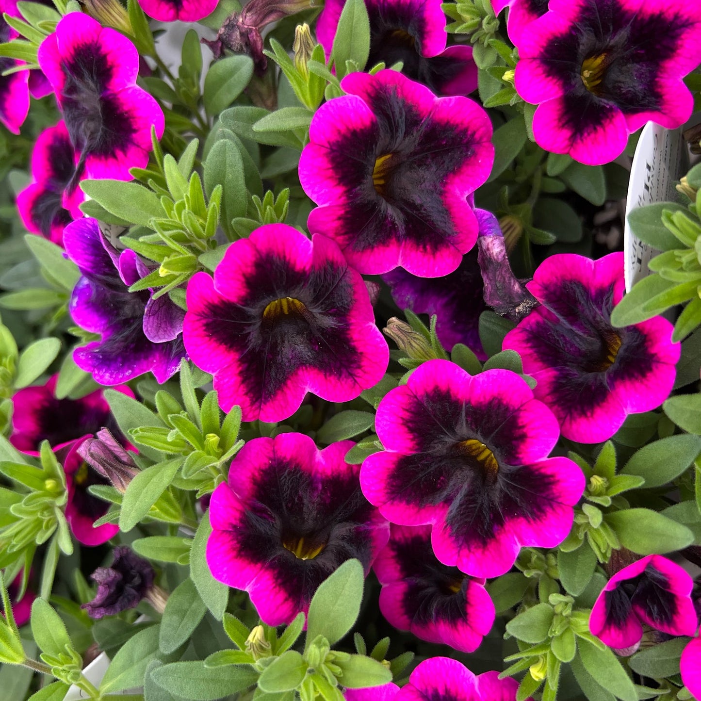 Superbells® Blackcurrant Punch™ Calibrachoa features bright magenta blooms with dark purple centers and yellow throats, set against dense green foliage - Photo Property of Garden Crossings LLC