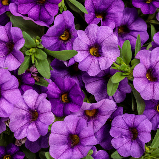 Superbells® Blue Calibrachoa features petunia-like purple flowers with yellow centers and lush green foliage, forming a dense, vibrant display - Photo Courtesy of Proven Winners, Inc.