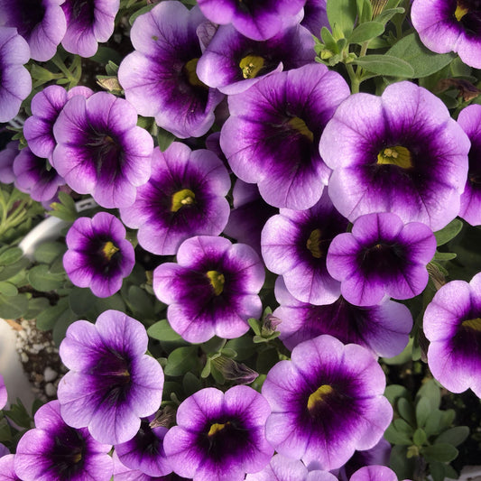 Top down view of Superbells® Blue Moon Punch™ Calibrachoa features vibrant blooms with deep purple centers and yellow throats, set against green foliage - Photo Property of Garden Crossings LLC