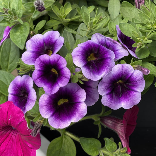 Close-up of Superbells® Blue Moon Punch™ Calibrachoa with rich purple blooms and dark centers, surrounded by green leaves and vibrant magenta flowers - Photo Property of Garden Crossings LLC