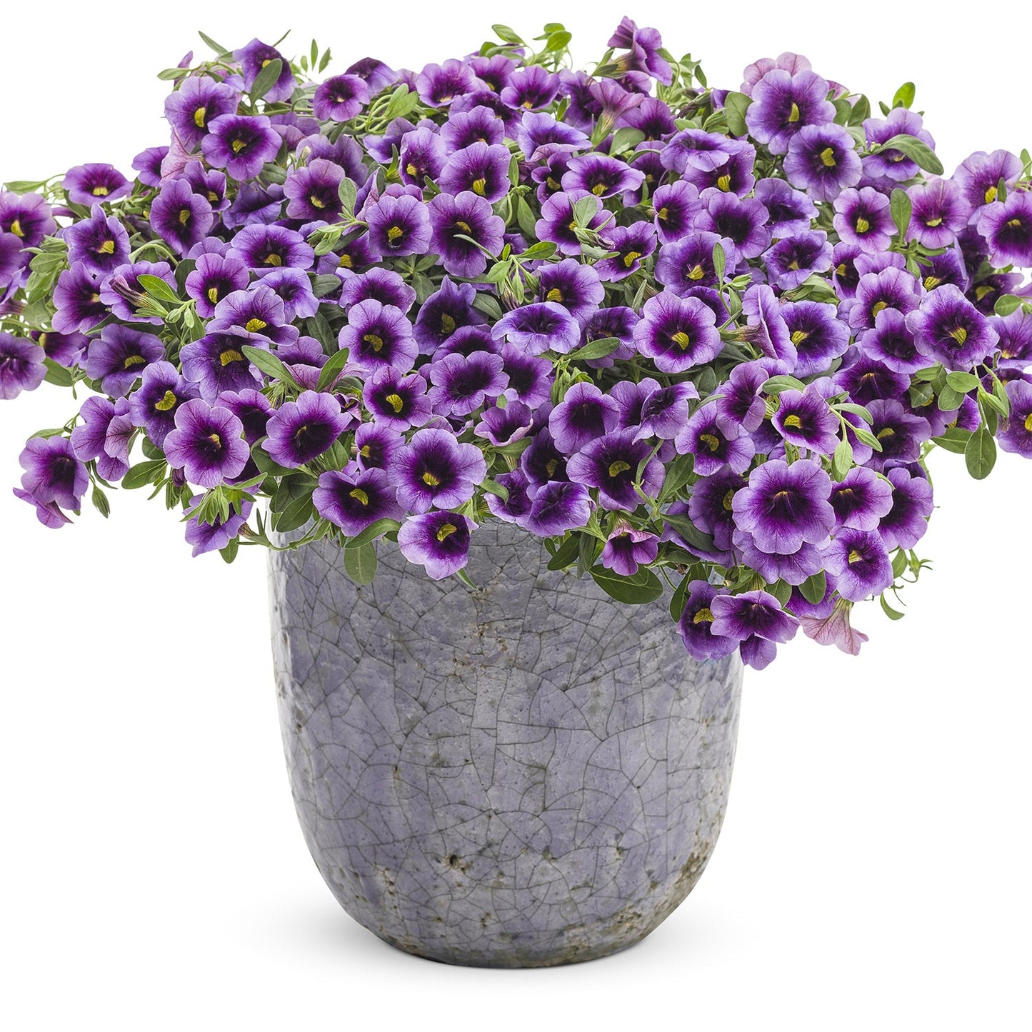 A gray, textured ceramic pot brims with Superbells® Blue Moon Punch™ Calibrachoa—vibrant purple blooms with yellow centers and green leaves - Photo Courtesy of Proven Winners, Inc. Decorative pot not included.