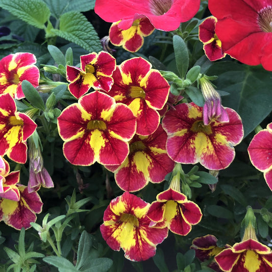 A cluster of Superbells® Cardinal Star™ Calibrachoa features bright crimson red blooms with five yellow-edged petals and a star-shaped yellow center among green leaves—ideal for hanging baskets, while some buds stay closed - Photo Property of Garden Crossings LLC