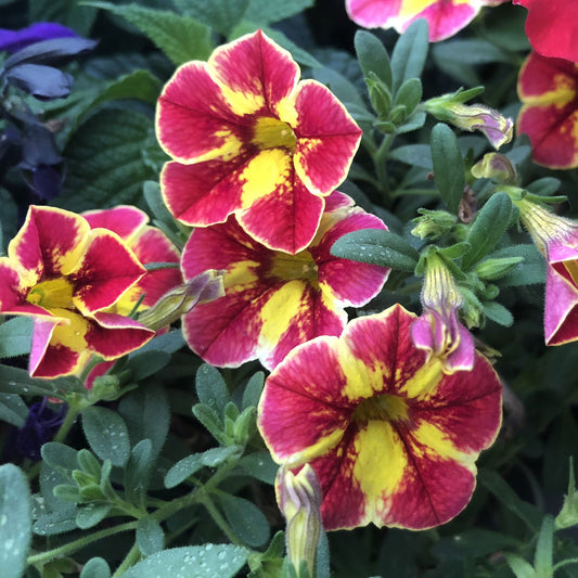 Four vibrant crimson red flowers with deep petals and bright yellow centers bloom among green leaves - Photo Property of Garden Crossings LLC
