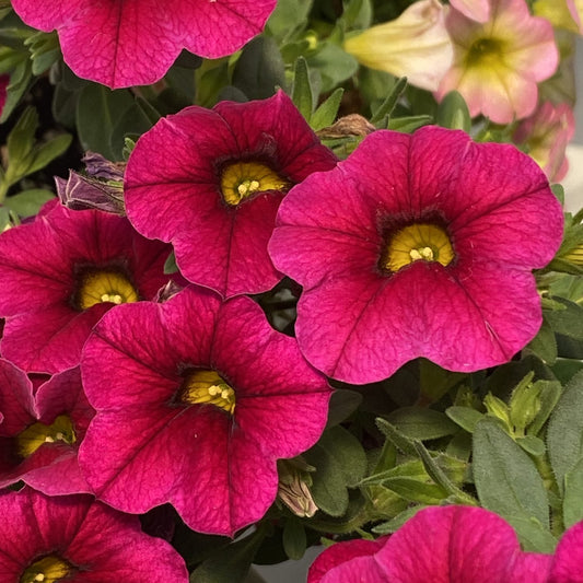 Close-up of vivid magenta flowers with yellow centers and lush foliage, accented by a pale pink bloom - Photo Property of Garden Crossings LLC