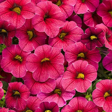 Superbells® Cherry Red Calibrachoa features vibrant magenta flowers with yellow centers and delicate veining - Photo Courtesy of Proven Winners, Inc.