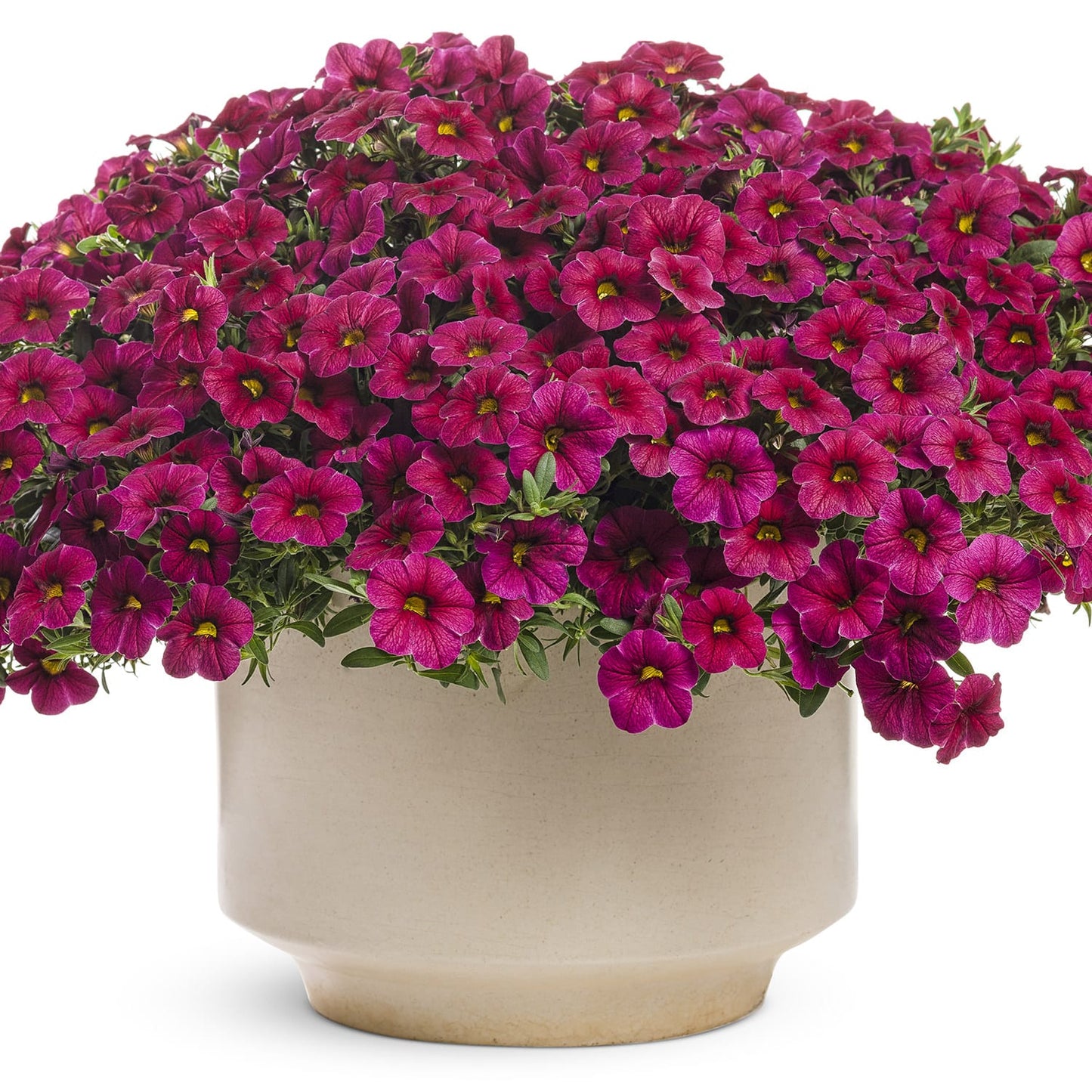 Superbells® Cherry Red Calibrachoa - Photo Courtesy of Proven Winners, Inc.