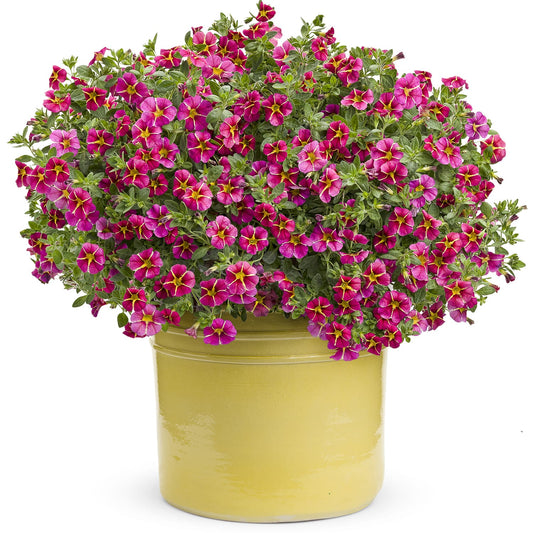 Superbells® Cherry Star Calibrachoa - Photo Courtesy of Proven Winners, Inc.
