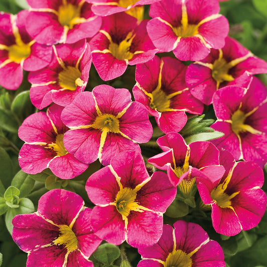 Superbells® Cherry Star Calibrachoa - Photo Courtesy of Proven Winners, Inc.