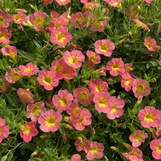 Superbells® Coral Sun Calibrachoa - Photo Property of Garden Crossings LLC