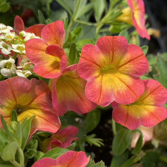 Superbells® Coral Sun Calibrachoa - Photo Property of Garden Crossings LLC
