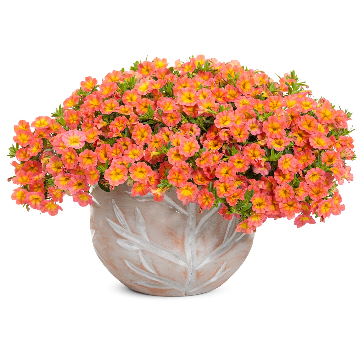 Superbells® Coral Sun Calibrachoa - Photo Courtesy of Proven Winners, Inc.