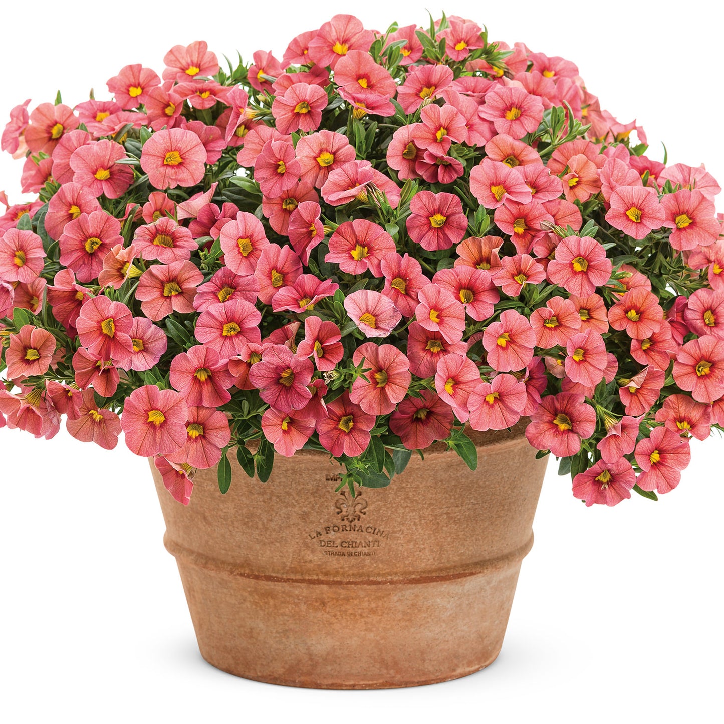 Superbells® Coralina Calibrachoa - Photo Courtesy of Proven Winners, Inc.