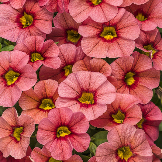 Superbells® Coralina Calibrachoa - Photo Courtesy of Proven Winners, Inc.