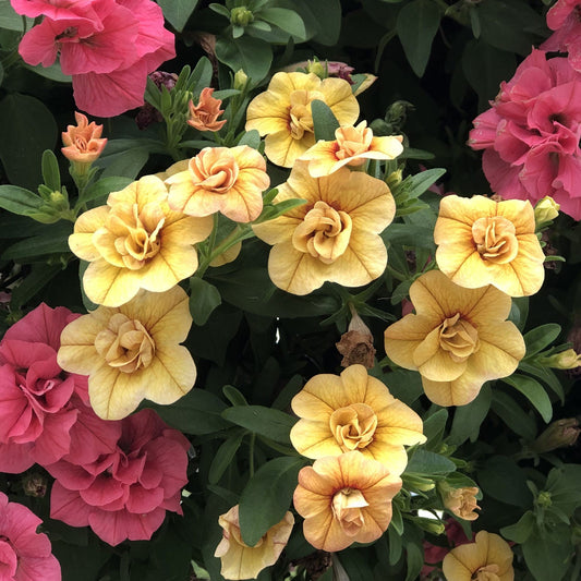 Superbells® Double Amber Calibrachoa - Photo Property of Garden Crossings LLC