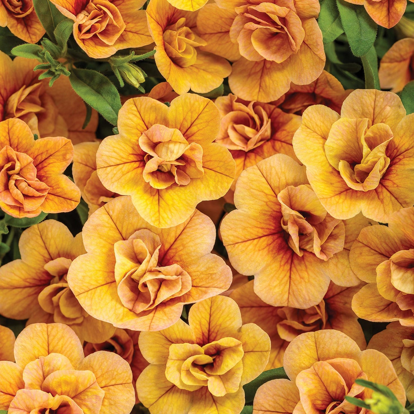 A cluster of vibrant orange and yellow Superbells® Double Amber Calibrachoa flowers with delicate double blooms and lush green leaves fills the frame with a striking, colorful display - Photo Courtesy of Proven Winners, Inc.