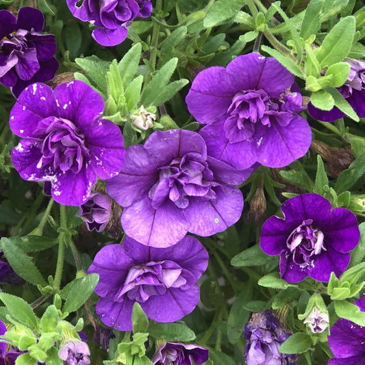 Superbells® Double Blue Calibrachoa - Photo Property of Garden Crossings LLC