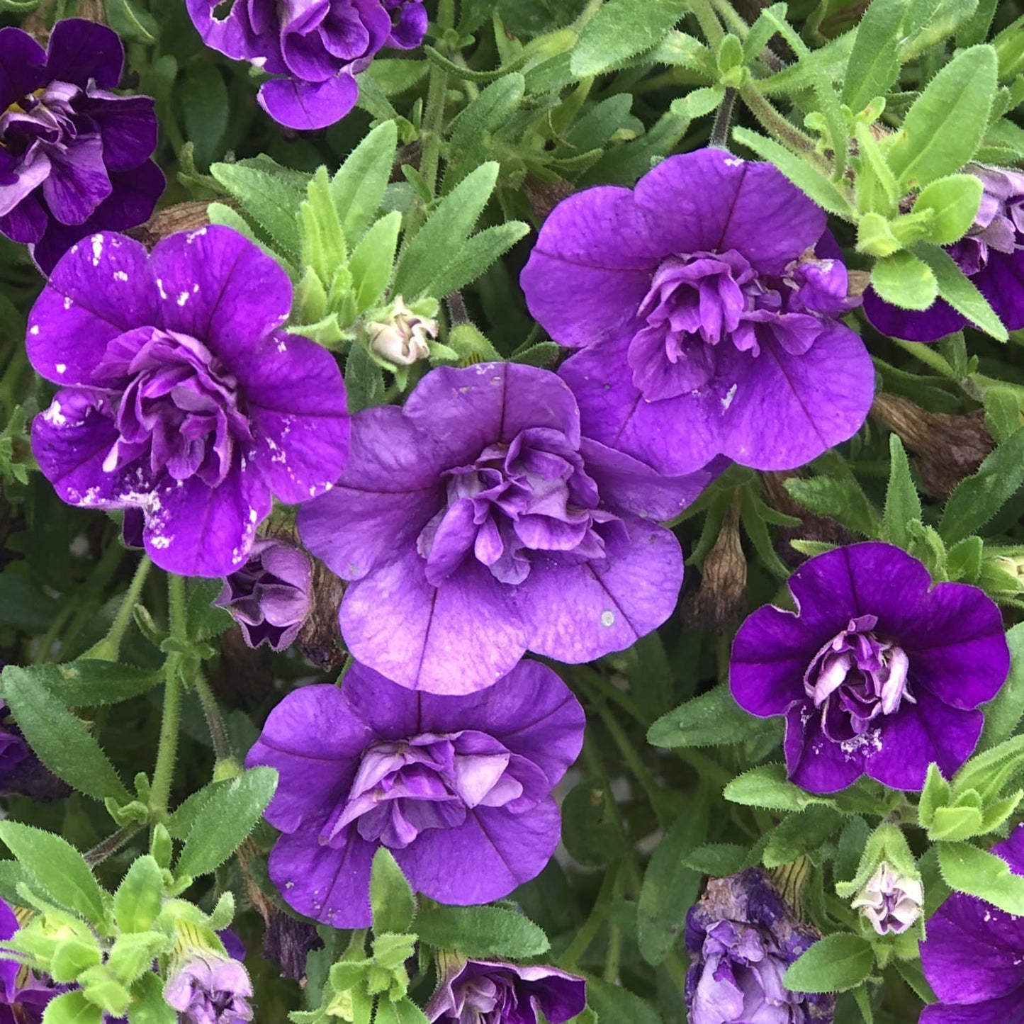 Close-up of Superbells® Double Blue Calibrachoa in full bloom, featuring vibrant purple double flowers with small white spots, set against lush green foliage for striking contrast - Photo Property of Garden Crossings LLC
