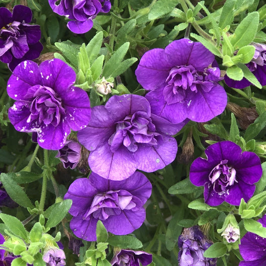 Close-up of Superbells® Double Blue Calibrachoa in full bloom, featuring vibrant purple double flowers with small white spots, set against lush green foliage for striking contrast - Photo Property of Garden Crossings LLC