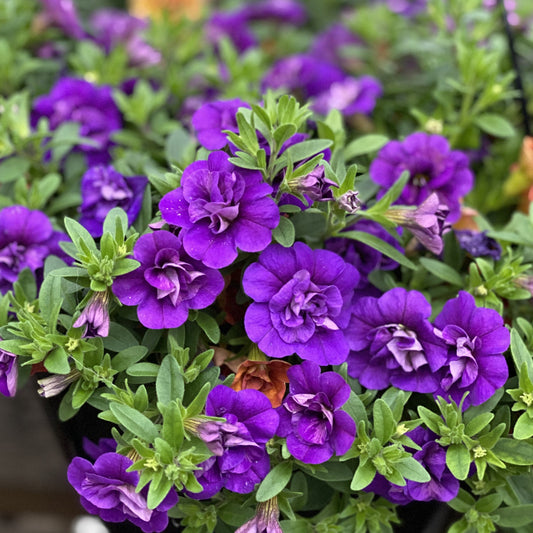 A cluster of vibrant Superbells® Double Blue Calibrachoa flowers with green leaves and several unopened buds, blooming closely together. More blooms are visible in he blurred background - Photo Property of Garden Crossings LLC