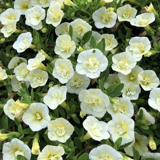 A cluster of pale yellow, double trumpet-shaped blooms with lush green leaves creates a dense, vibrant display - Photo Property of Garden Crossings LLC