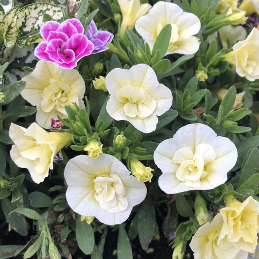 A cluster of creamy yellow Superbells® Double Chiffon Calibrachoa with green leaves and closed buds adds double blooms and vibrant color to the garden - Photo Property of Garden Crossings LLC.