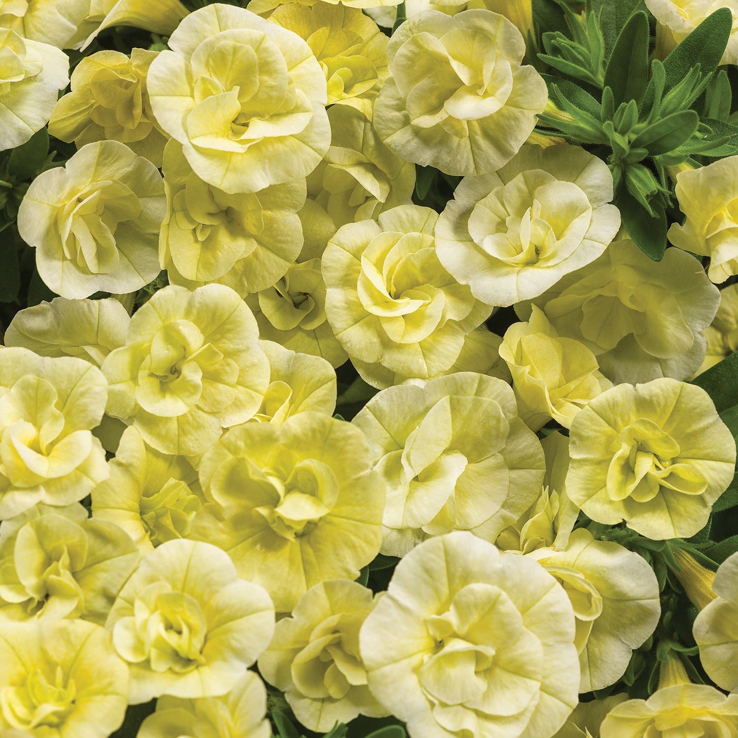 Superbells® Double Chiffon Calibrachoa features clusters of pale yellow, ruffled double blooms with green leaves peeking through, filling the entire frame - Photo Courtesy of Proven Winners, Inc.