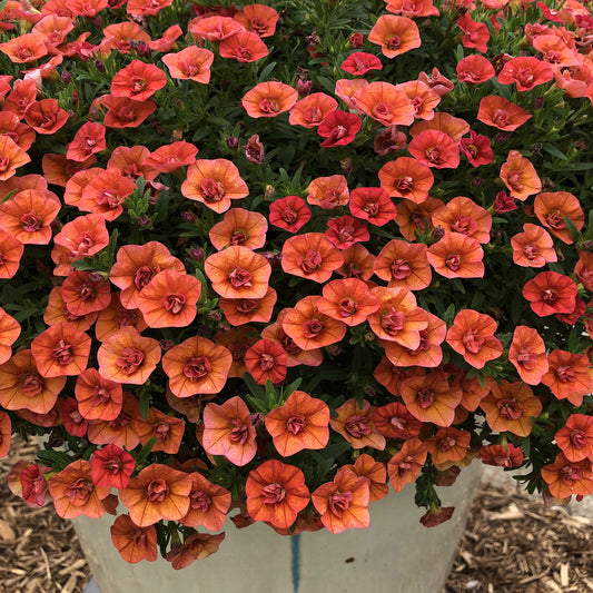 Superbells® Double Orange Calibrachoa - Photo Property of Garden Crossings LLC