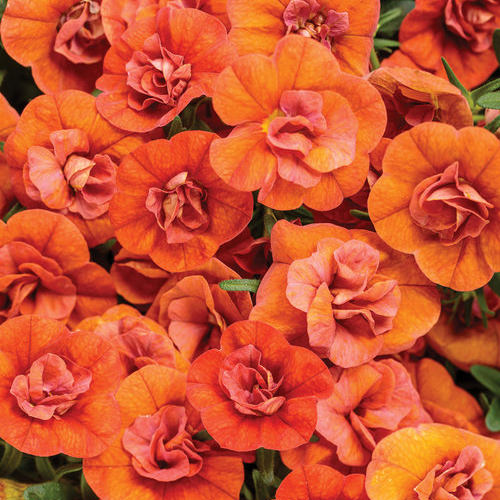 A vibrant cluster of Superbells® Double Orange Calibrachoa, featuring layered orange double blooms and green foliage, fills the frame - Photo Courtesy of Proven Winners, Inc.