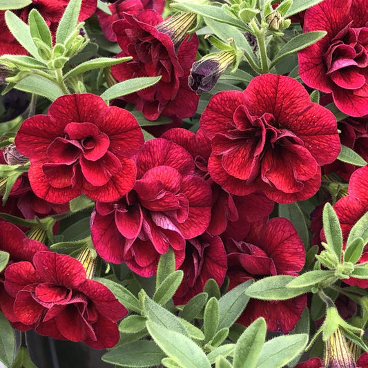 Close-up of Superbells® Double Ruby Calibrachoa in vivid bloom, with lush, velvety layered petals and rich red color surrounded by green leaves, creating a striking, colorful display - Photo Property of Garden Crossings LLC