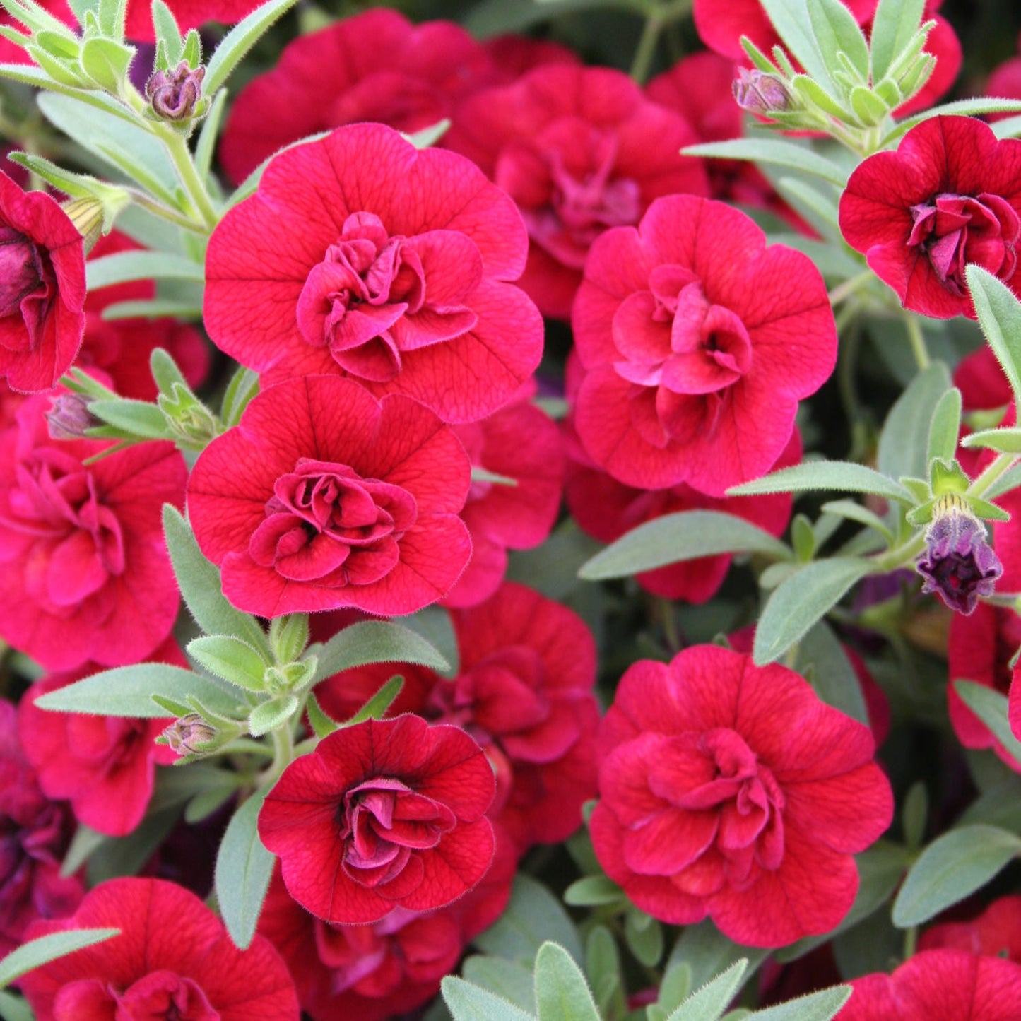 Superbells® Double Ruby Calibrachoa features clusters of vibrant, double-layered red blooms with lush green foliage, highlighting the plant’s intricate ruffled petals and healthy, dense growth - Photo Courtesy of Proven Winners, Inc.