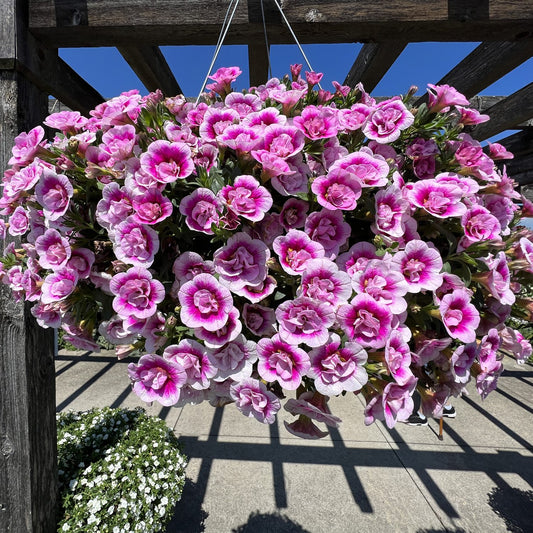 Superbells® Double Smitten Pink™ Calibrachoa - Photo Property of Garden Crossings LLC