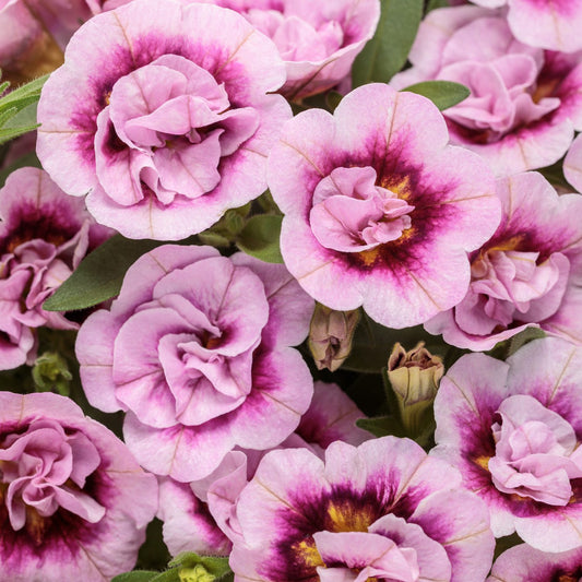 Superbells® Double Smitten Pink™ Calibrachoa - Photo Courtesy of Proven Winners, Inc.