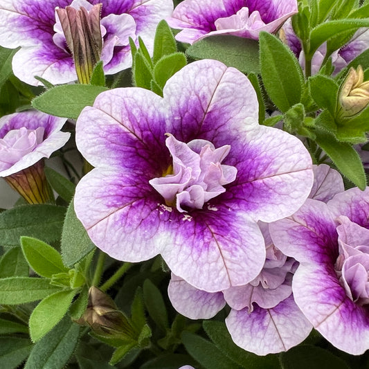 Superbells® Double Twilight™ Calibrachoa - Photo Property of Garden Crossings LLC