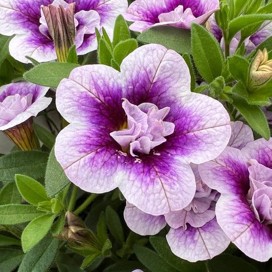 Close-up of Superbells® Double Twilight™ Calibrachoa, featuring double lilac-purple blooms with darker centers, surrounded by green leaves and flower buds - Photo Property of Garden Crossings LLC