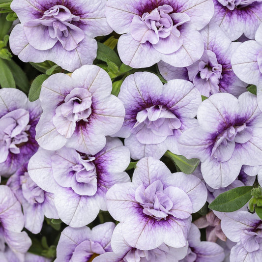 Superbells® Double Twilight™ Calibrachoa features clusters of light purple, double lilac blooms with deep purple centers and green foliage - Photo Courtesy of Proven Winners, Inc.